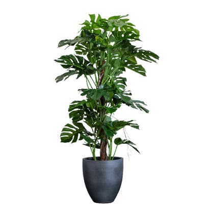 Konstväxt Monstera