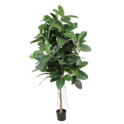 Konstväxt Rubber leaf