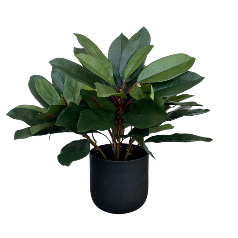 Konstväxt Schefflera